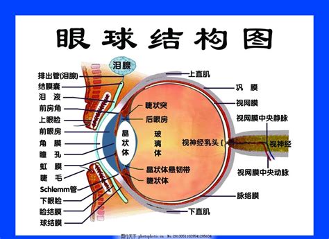 眼睛部位圖|眼睛構造全分析介紹 